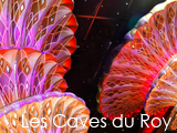 Culture Divine - Les Caves du Roy, Nightclub, Saint Tropez